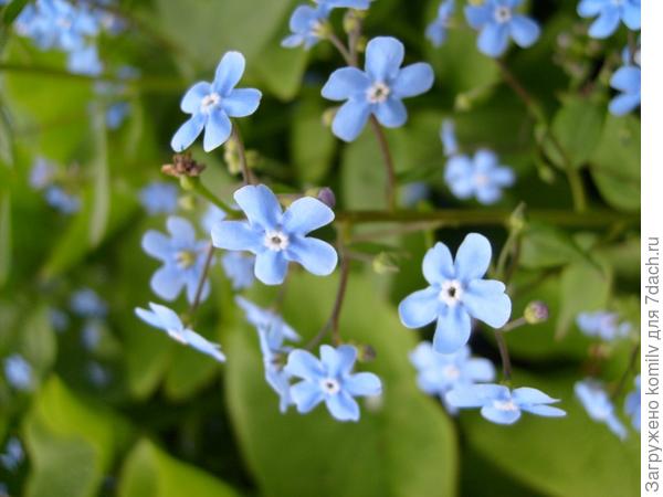 Дачная экзотика