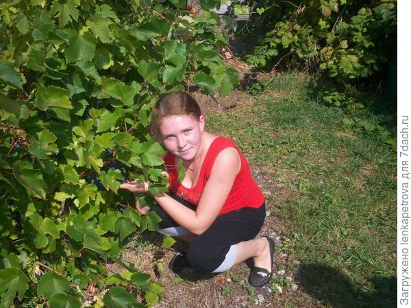 растет виноградик