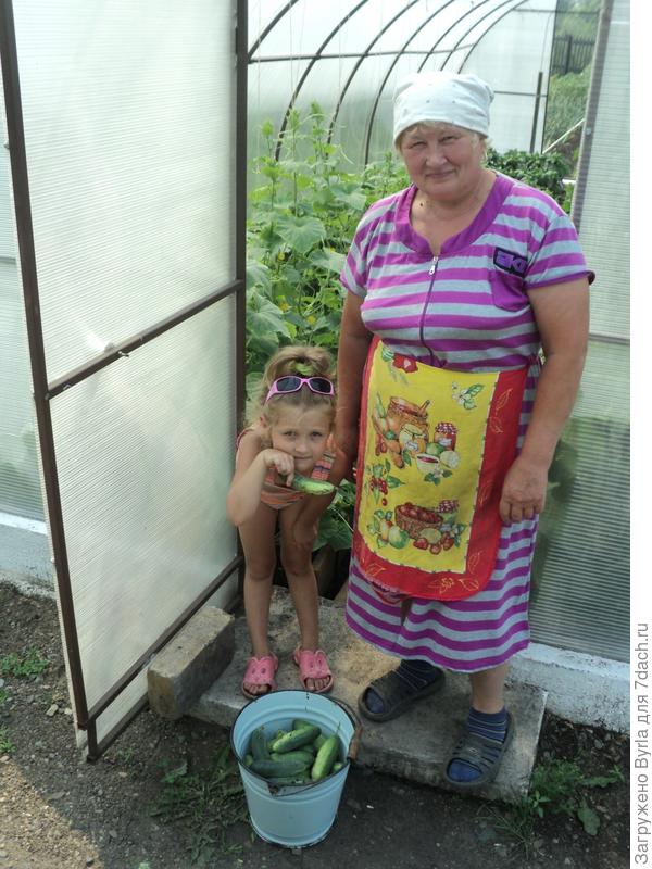 Собираем огурчики!