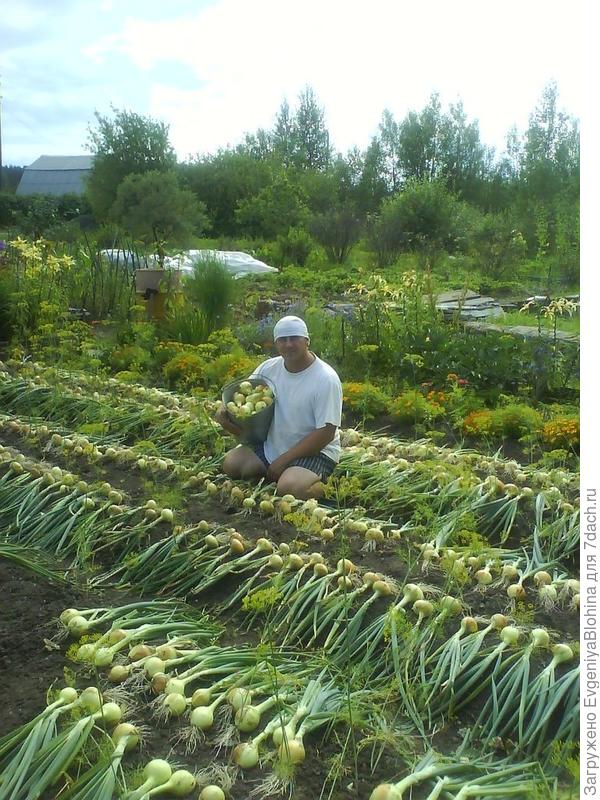 С таким урожаем и зима не страшна. А вам слабо???