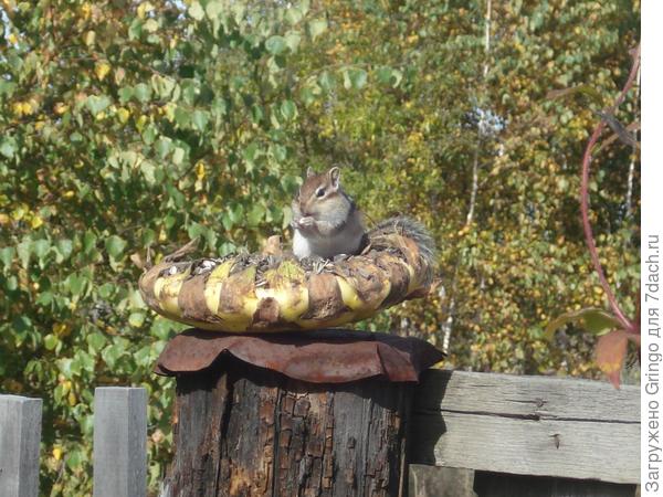 Любимая дача