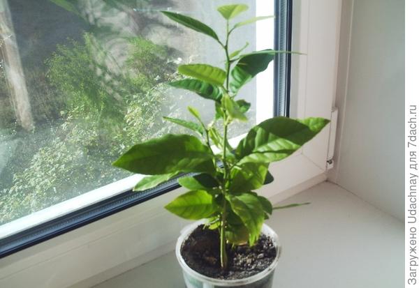 Принц Лимон.