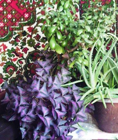 Кислица и Толстянка