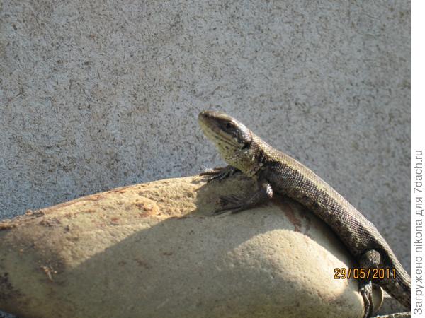 Мини охранник-дракон