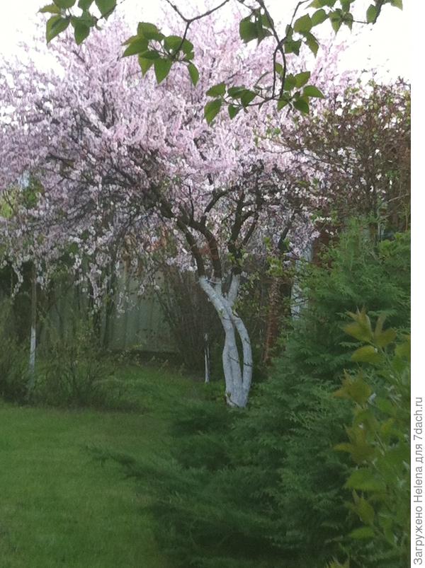 Наш ответ на вашу сакуру!