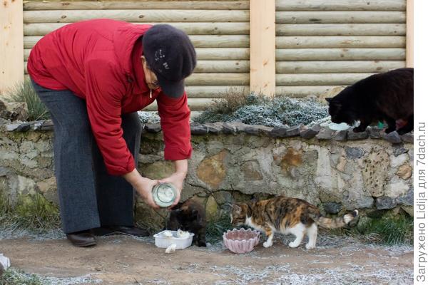 Пельмени любят все