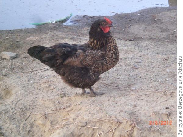 Ни минуты покоя.