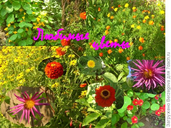 Цветы-это украшение нашей жизни на даче.