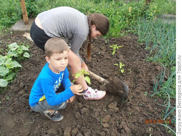 Тяпка, грабли и лопата наши верные ребята.