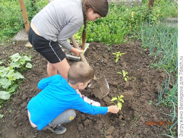 Тяпка, грабли и лопата наши верные ребята.