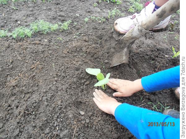 Тяпка, грабли и лопата наши верные ребята.