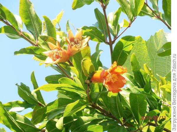 Впервые увидела как растёт гранат.