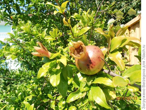 Впервые увидела как растёт гранат.