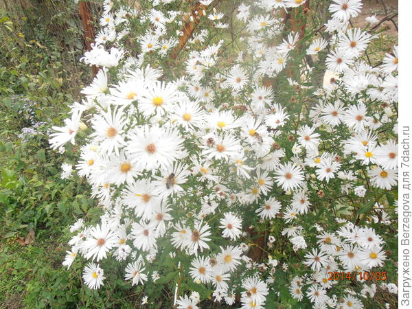 Ромашки.