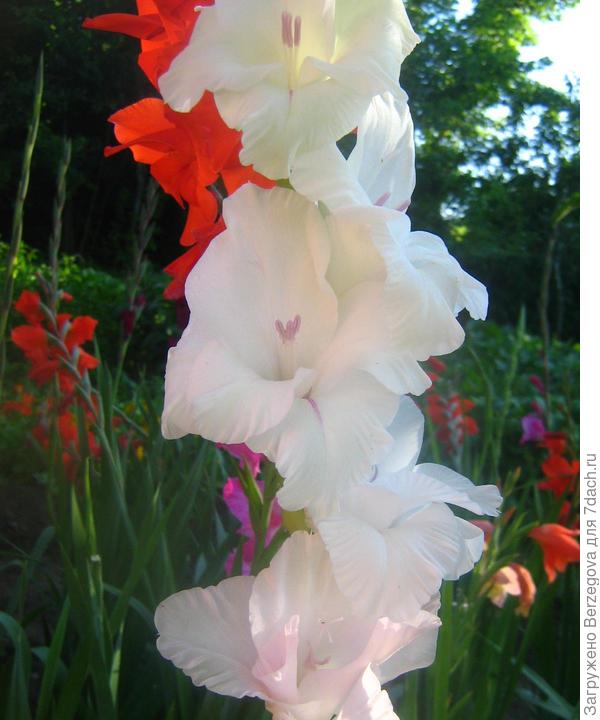 Гладиолусы!