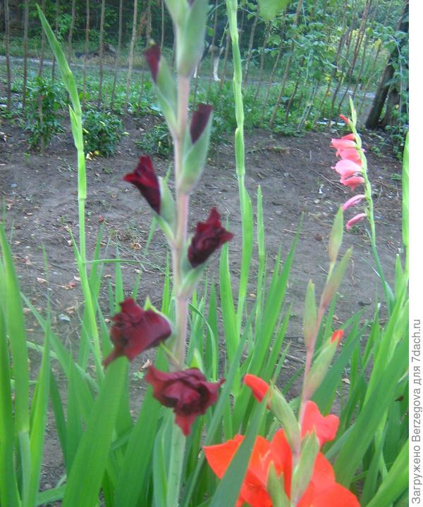 Прекрасные!