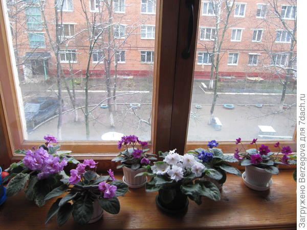 Мои фиалки.