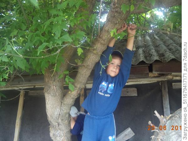 Мой средний сын на дереве