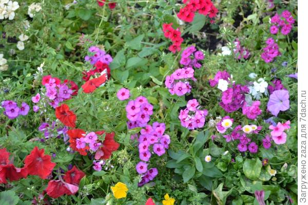 Любимые цветы