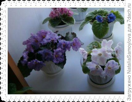 Фиалочки