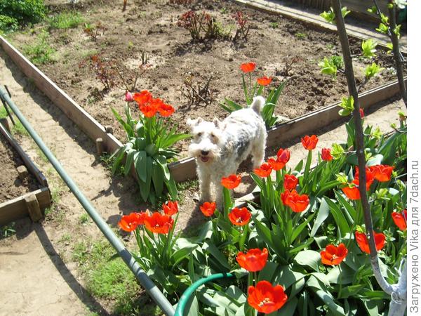 Весна на даче