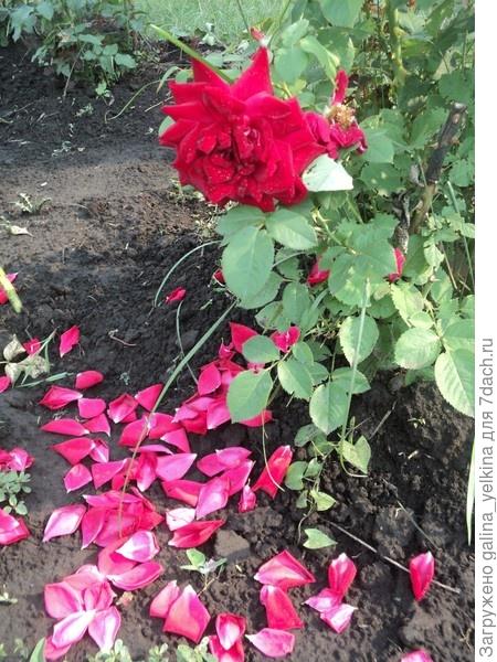 Осыпались розы