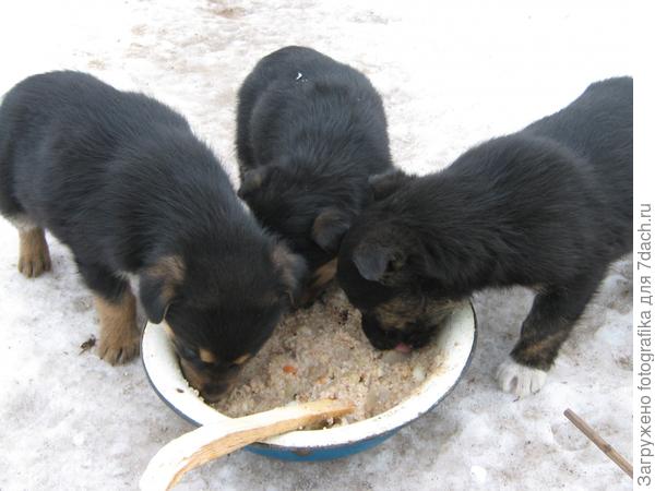 Февральские щенки