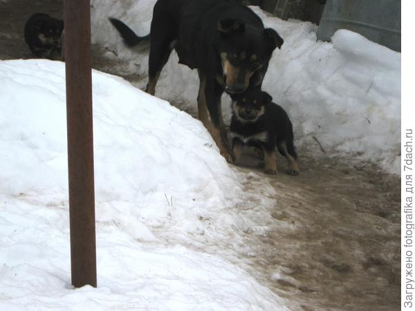 Февральские щенки