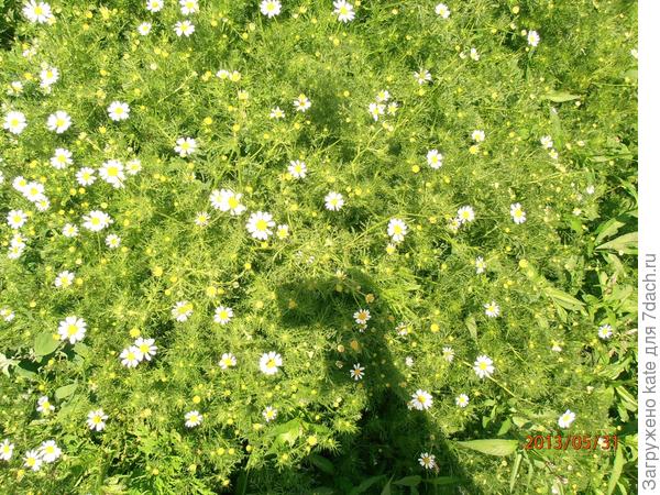 Ромашка, ромашка.