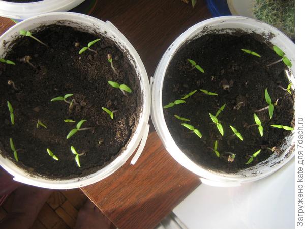 Всходы помидоров, посеяны 17.02.2014 г. сегодня 23.02.2014 г.