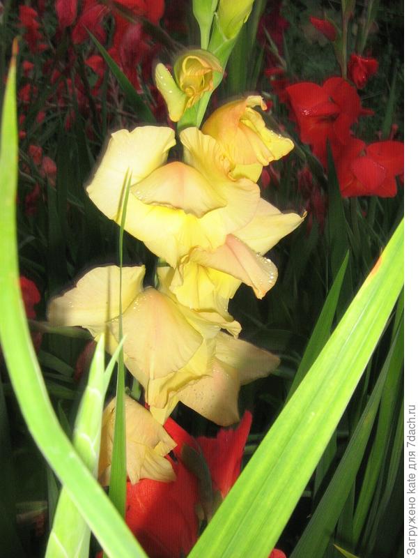 Гладиолусы