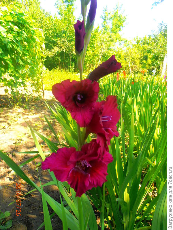 Гладиолусы
