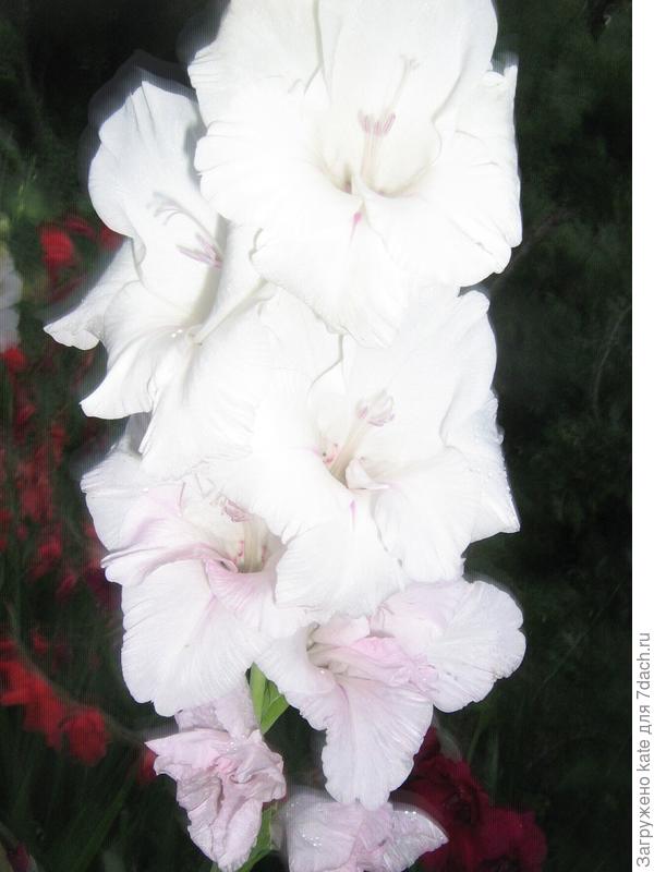 Гладиолусы