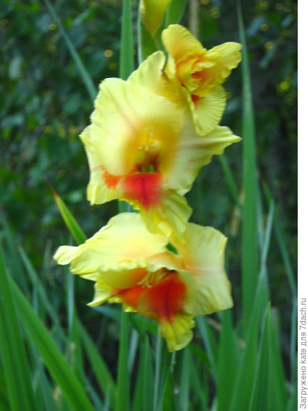 Гладиолусы