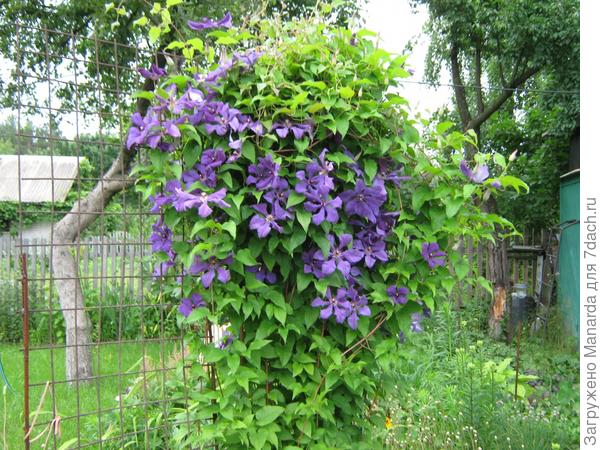 Моя любимая дача