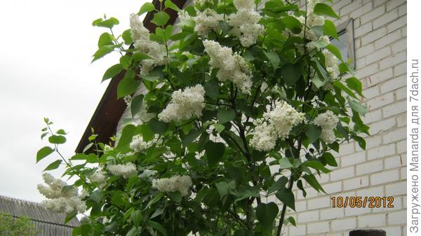 Моя любимая дача