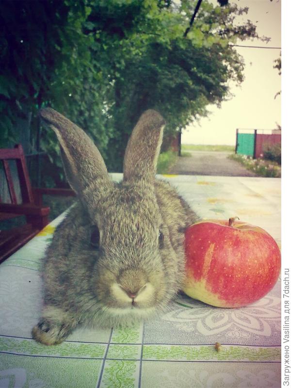 Дача - рай для души!