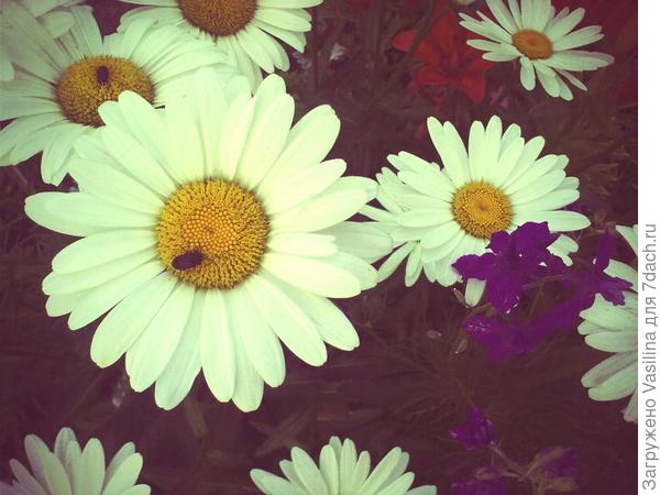 Дача - рай для души!