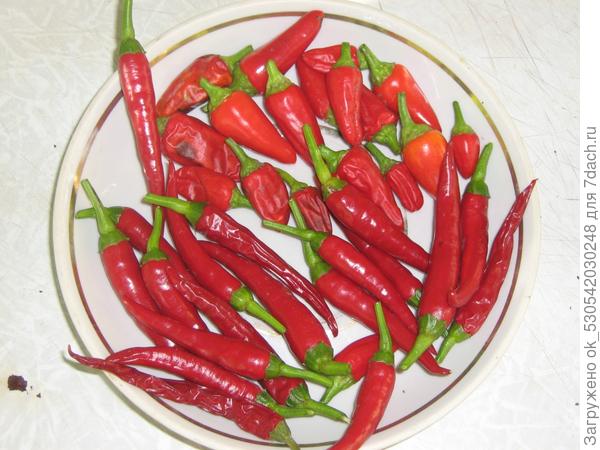 Моя жгучая слабость.