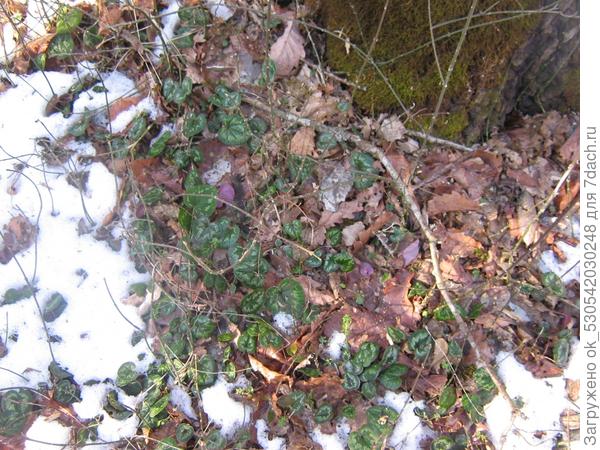 вот как бывает перед рождеством