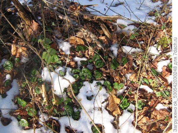 зима отступает перед натиском жизни