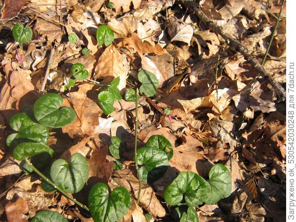 пробивается жизнь.