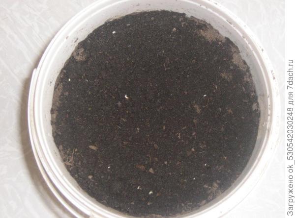 Баклажаны проклюнулись.