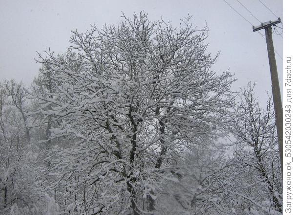 Грецкий орех. Грецкий орех.
