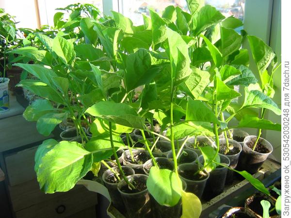 Баклажаны &quot;Алмаз&quot;, рассада, 60 дней.