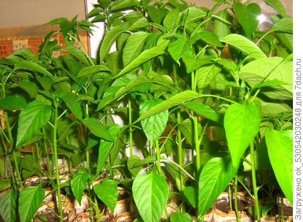 Бараний рог,   60 дней