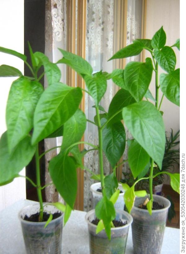 &quot;Кубышка&quot;, 60 дней.