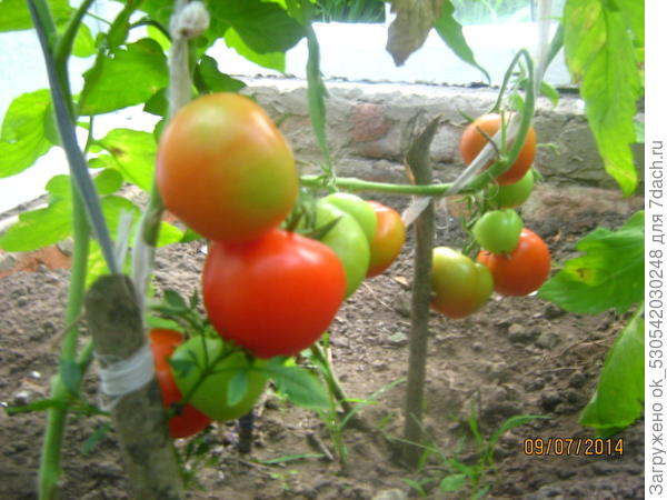 Помидоры в теплице обработанные ФИТОСПОРИНОМ,