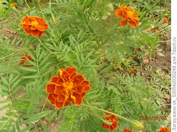 Бархатцы.