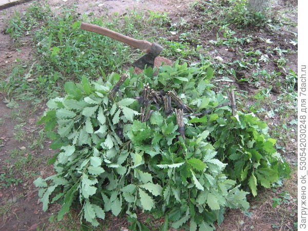 Веники дубовые.